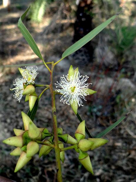 Eucalyptus tereticornis